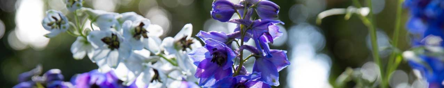 Rittersporn in blau und weiß beim Staudensommer bei Späth